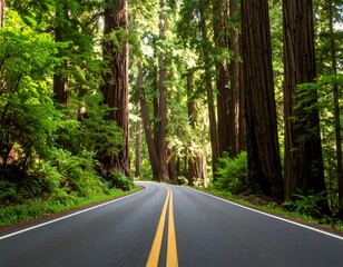 Obraz premium Winding road through redwood forest
