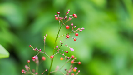 梅雨の野山　ハゼランのカラフルな実09