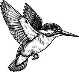 Kingfisher bird line art vector illustration isolated on a white background