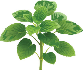 Pudina or Mint plant