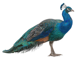 Obraz premium Peacock in profile, vibrant plumage (1)