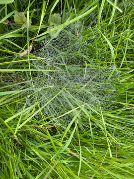 wet  cobwebs in the middle of the green grass with water drops