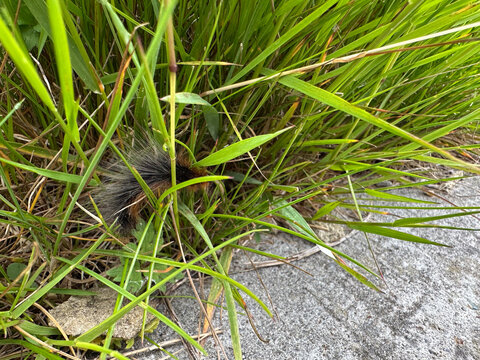 brown bear caterpillar (Arctia caja) in green grasses