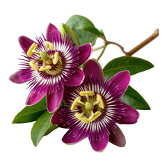 Two Purple Passion Flowers With Green Leaves Isolated Transparent Background