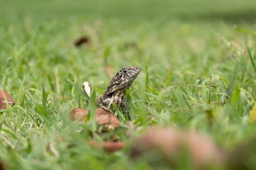 Northern curly-tailed lizard (leiocephalus carinatus) looking from grass in Cuba