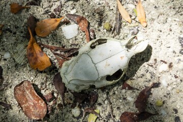 Top view on skull of dead cuban hutia (capromys pilorides) rodent animal in Cuba