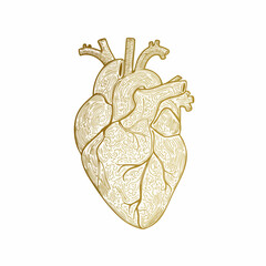 Anatomical Illustration of the Human HeartVector