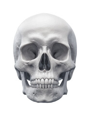 Fototapeta premium Detailed human skull anatomy with front view
