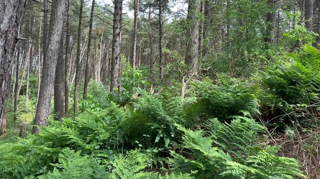 an island path through the dunes on the island of Schiermonnikoog