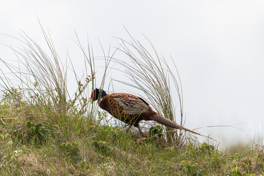 A pheasant in the green  bushes on the island of Schiermonnikoog