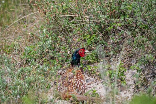 A pheasant in the green  bushes on the island of Schiermonnikoog