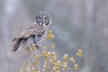 Great grey owl perching on top of an ever green tree in a snowy day