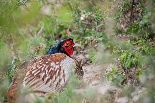 A pheasant in the green  bushes on the island of Schiermonnikoog
