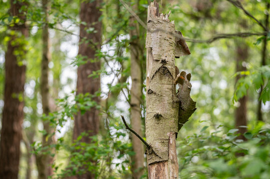 the green vegetation of the island  of Schiermonnikoog