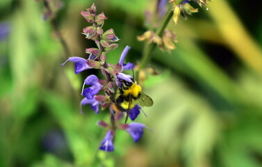 Junge Hummel an einem Steppen-Salbei