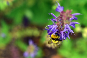 Junge Hummel an einem Steppen-Salbei
