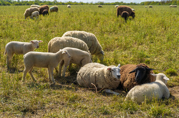 Sheep flock grazing on a lush green field