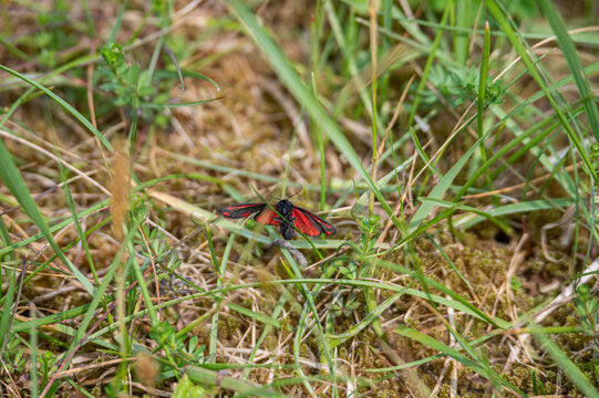 the green vegetation of the island of Schiermonnikoog with a butterfly
