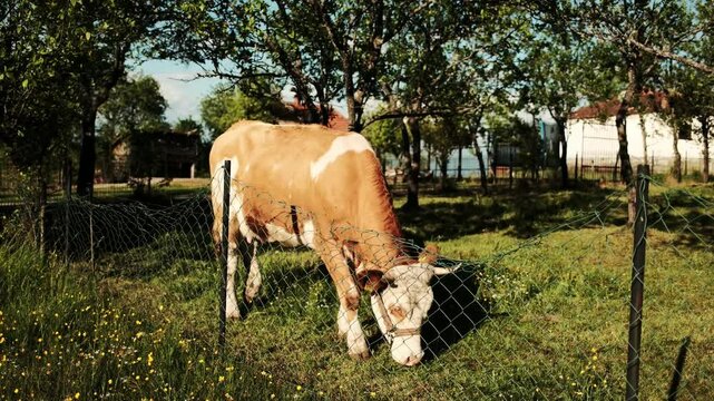 Red with white spots cow grazing on fresh grass in a rural village yard on a sunny spring day in Serbia country, Zlatibor
