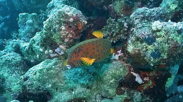 A spotted boxfish (Ostracion cubicus) with dark green body and blue-edged spots swims between corals. Medium shot, side view, natural reef habitat.