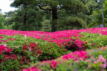 Obraz premium azalea blooming in a park