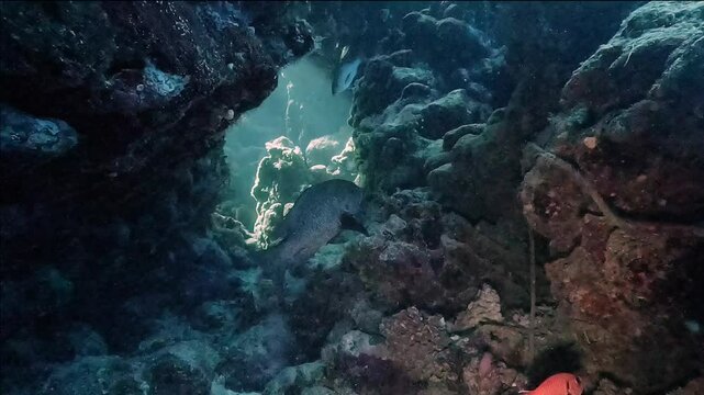 A soldierfish hides in the shadows of a narrow coral tunnel, near the sandy bottom. Its large eyes help it adapt to low light in reef crevices.