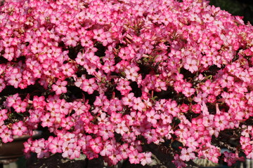 Pink flowers for background. The tree is densely blossoming.