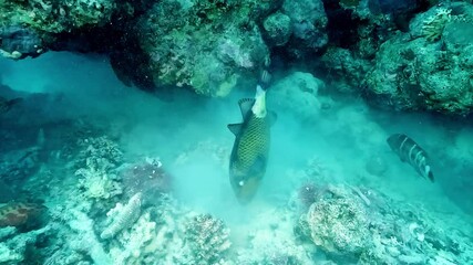 A titan triggerfish (Balistoides viridescens) prepares its nest by shifting coral pieces and filtering sand through its mouth, expelling it through its gills. 