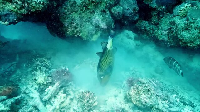 A titan triggerfish (Balistoides viridescens) prepares its nest by shifting coral pieces and filtering sand through its mouth, expelling it through its gills. 