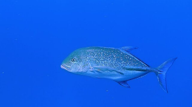 A giant trevally (Caranx ignobilis) moves through open blue water in the Red Sea, isolated against a deep blue background. Check my portfolio for more trevally footage.