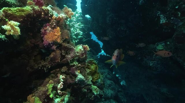 A soldierfish (family Holocentridae) rests in the shadows of a coral cave. Its big eye adapts to low light as it hides in reef cracks, typical of diurnal sheltering.