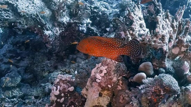 A coral grouper (Cephalopholis miniata) with red body and blue spots camouflages in hard coral structures. Motionless in its crevice, it waits for prey.
