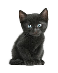 Black kitten with striking blue eyes looking ahead
