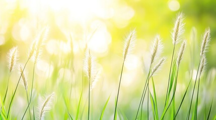 Delicate grass blades with fluffy seed heads in the sunlight.