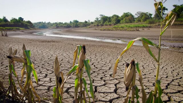 Dry cracked land with dead plants under a clear sky illustrating drought  