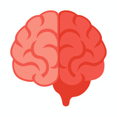 Realistic Human Brain Anatomy Vector on White Background for Medical and Educational Use