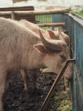 Sacred white buffalo (Kerbau Bule) at Keraton Surakarta, a revered symbol in Javanese royal tradition, representing cultural heritage, spirituality, and royal ceremonial history.