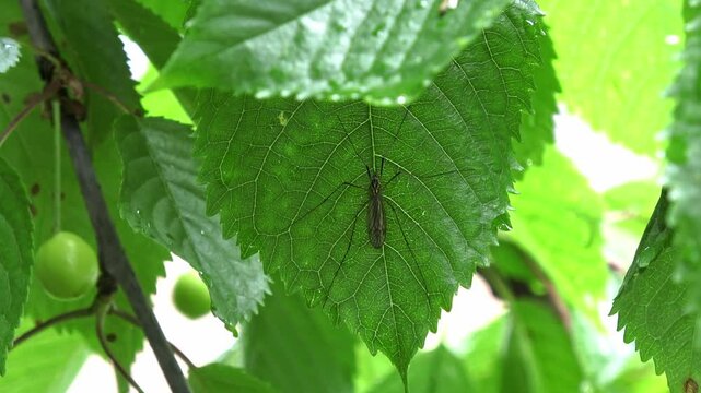 Filmmaterial einer Schnake die auf der Blatt unterseite eines Kirschbaumes sitzt und ruht, Deutschland