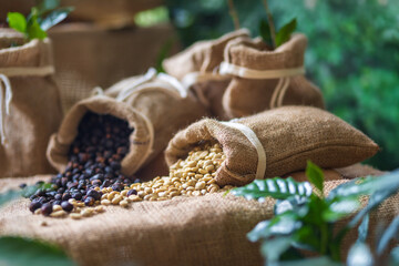 Dried Arabica coffee cherries in sack