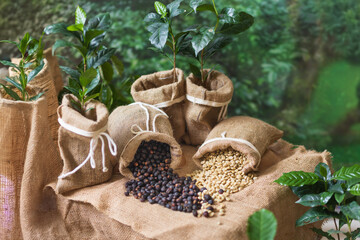 Dried Arabica coffee cherries in sack
