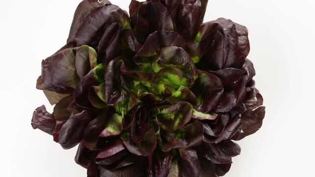 reen red lettuce salad zoom food top food