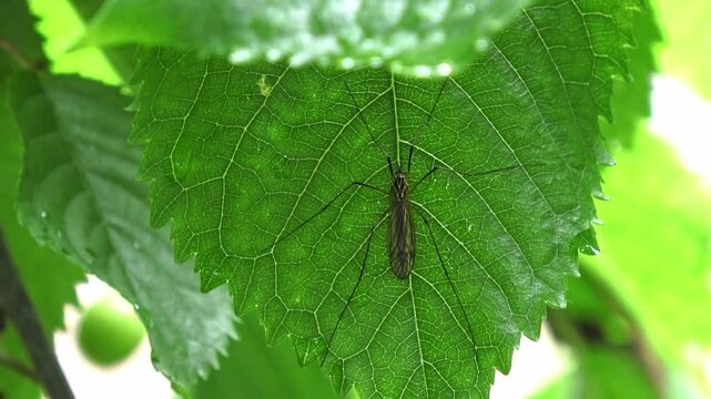 Filmmaterial einer Schnake die auf der Blatt unterseite eines Kirschbaumes sitzt und ruht, Deutschland