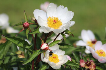 Paeonia lactiflora. White peonies flower bloom in garden.