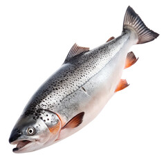 Obraz premium Salmon Fish High Resolution White Image