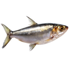 Fototapeta premium Sardine Fish Minimal White Background