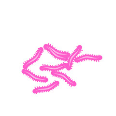 Tuberculosis Bacteria 