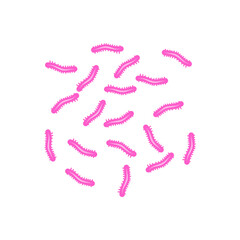 Tuberculosis Bacteria 