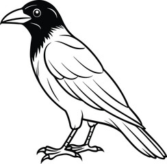 Fototapeta premium Crow black silhouette on white background 