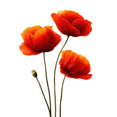 Naklejka premium Stunning Red Poppies in Vibrant Bloom , PNG isolated cut out image