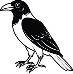 Crow  black silhouette on white background 

